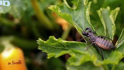 PETITS MEURTRES EN FAMILLE  On est bien assassiné chez soi