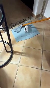 Chihuahua Hitches A Ride