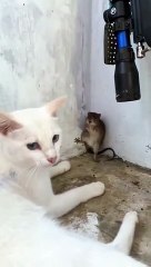 Funny animal videos on Instagram Tiktok #shorts #funnyanimals #مضحك