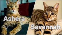 Le Monde Félin de l'Extravagance  Top 12 des Chats les Plus Chers en 2023!  #ChatsDeLuxe #AsheraVsSavannah