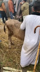 الفصيح الصغير في سوق الزقازيق مجنن كل التجار