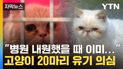 [자막뉴스] "코가 왜 이렇지?"... 고양이 20마리 집단 유기 의심 / YTN