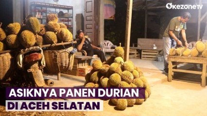 Asiknya Panen Durian Masak Pohon Manis dan Legit di Aceh Selatan