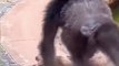 Funny monkey moment , funny animals, #funnyvideo #funnyanimals #doglover #animallovers #cute dog #camedyvideo