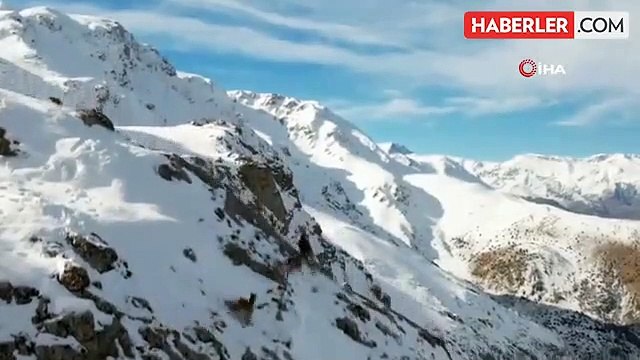 Göç yoluna koyulan yaban keçilerinden belgesel tadında görüntüler