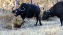 Buffaloes Stop 3 Male Lions From Killing Another Lion