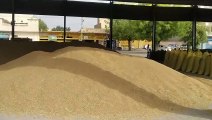 If proper warehouse management is not done, there is a risk of 25 percent grain getting spoiled.