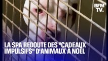 TANGUY DE BFM - La SPA alerte contre les cadeaux 