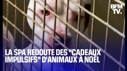 TANGUY DE BFM - La SPA alerte contre les cadeaux "impulsifs" d'animaux pour Noël