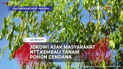 Presiden Jokowi Ajak Masyarakat NTT Kembali Tanam Pohon Cendana