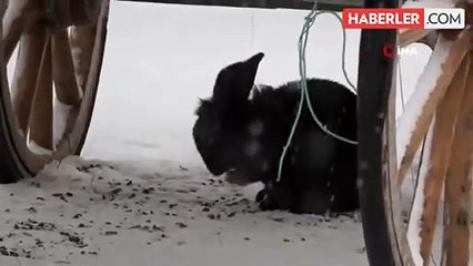 Karın altında yiyecek arayan sevimli tavşanlar