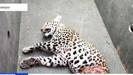 छतरपुर: बिजावर क्षेत्र में फंदे में फंसा तेंदुआ, फिर हुआ ये...
