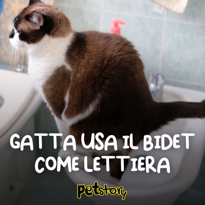 Gatta usa il bidet come lettiera