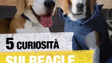 5 curiosità sui Beagle