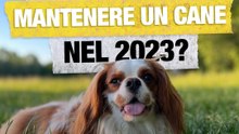 Quanto costa mantenere un cane nel 2023