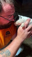 Feisty Heeler Puppy, âgé de 3 semaines, a beaucoup à dire