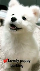 What a cute puppy barking sound#१२३kviral#shorts