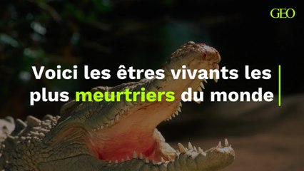 Voici les êtres vivants les plus meurtriers du monde