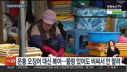 자취 감춘 동해안 오징어…"어디로 갔나" 속 타는 어민들