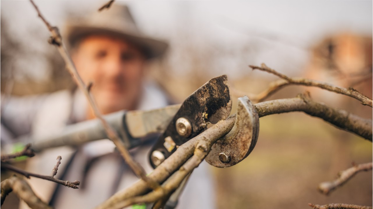 Diese drei gehölze können sie im dezember zurückschneiden