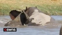 Baby elephant charges into watering hold and chases massive hippo out