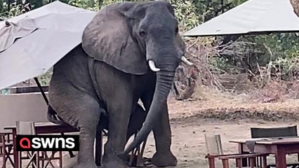 Mischievous elephant spotted enjoying table for one