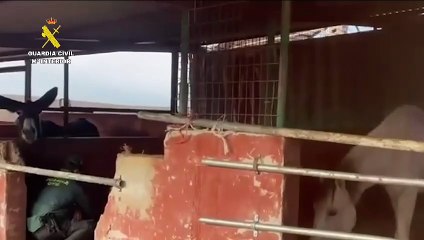 Actualización del Estado de los Animales 🐾