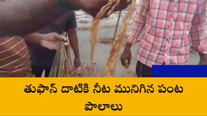 గుంటూరు జిల్లా: తుఫాన్.. కన్నీళ్లు మిగిలిచింది!