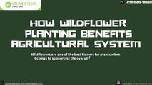 How Wildflower Planting Benefits Agricultural System