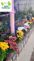 plants rose Beautiful Landscape Different amazing