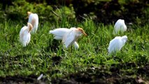 Internationally important wetland landscape: Where do the Somerset Levels stand?