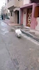 هل هو ذب ام كلب شاهد ردة فعله