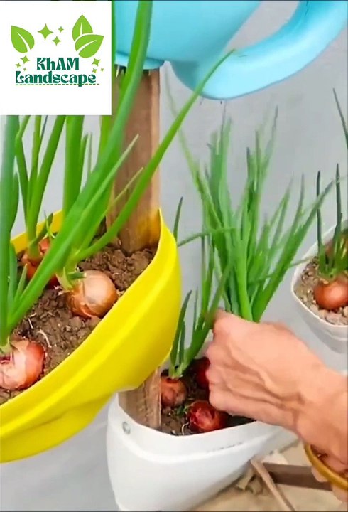 amazing different ideas plants