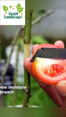 landscape amazing different ideas plants