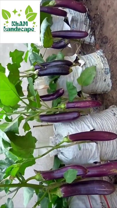 amazing different ideas plants ☘️