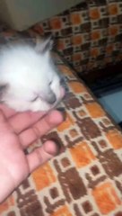 قط مسكين يبكي ويصرخ ولا يريد أن يلعب