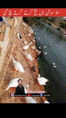 Duck survives falling in to water (slow motion view) 