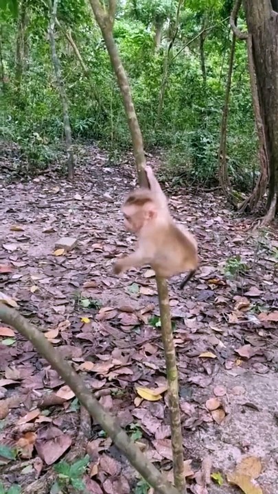 Funny vidéo monkey