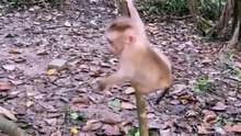 Funny vidéo monkey