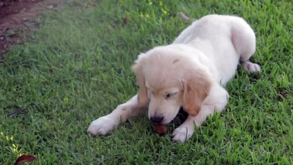 Very cute dog eating food