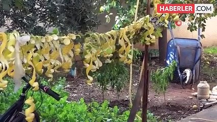 Limonun kendisi para etmeyince kabuğunu satmaya başladılar