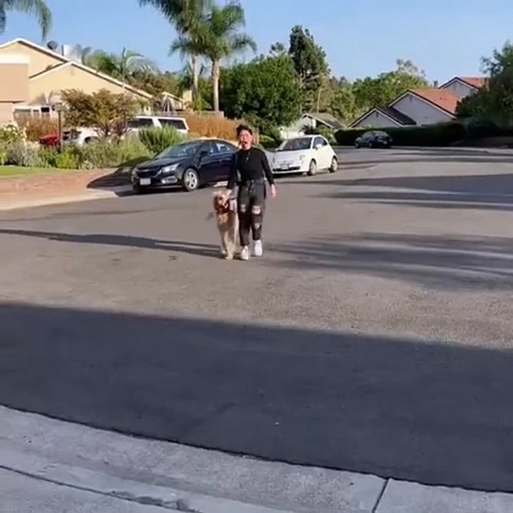 Ce chien aide les gens à traverser la route en toute sécurité !