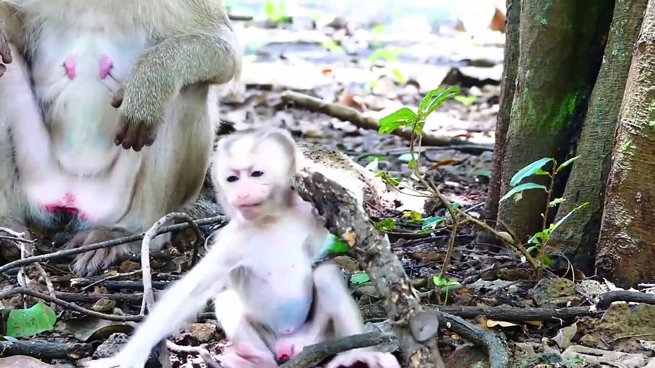 Little cute Monaco baby does very hard actions, Molia mom let baby to practice walking (720p_25fps_H264-192kbit_AAC)