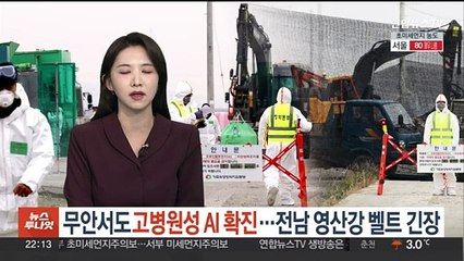 무안서도 고병원성 AI 확진…전남 영산강 벨트 긴장