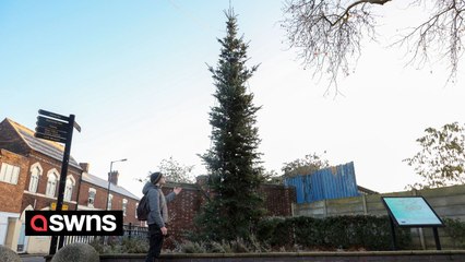 "We hate our town's skinny Christmas tree - it's got no tinsel or baubles and looks like a beanstalk"