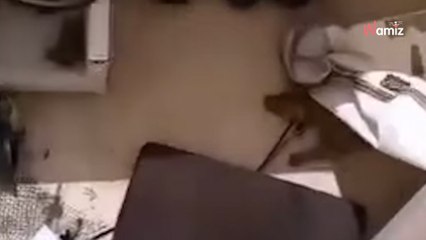 Dog rescued again amid abuse claims; welfare advocates demand justice (video)