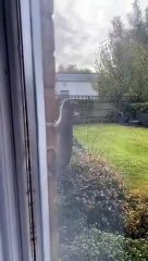 Residents Alarmed by Rat Infestation in Overland Mews, Peterborough 🐀