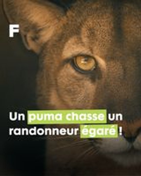 Une randonnée risquée aux États-Unis : six longues minutes en tête-à-tête avec un Puma !