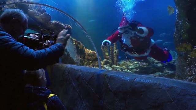 ВИДЕО: Подводный Санта: в Германии подарки доставляют и обитателям аквариума