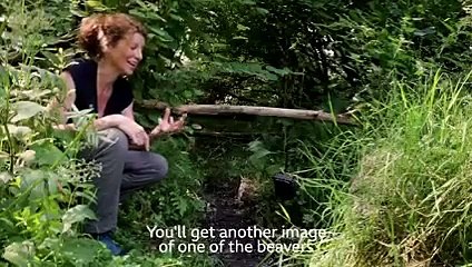 The Beavers of Greathough Brook, Lydbrook - Forestry England